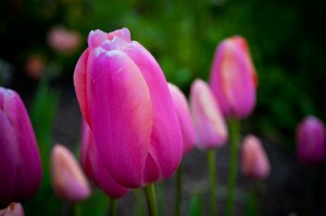 photo by Chris Willis