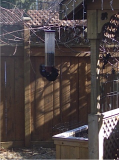 World's First PhD Squirrel