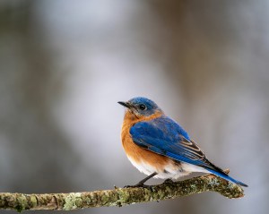 Eastern Bluebird looking dapper, perched on a branch.w