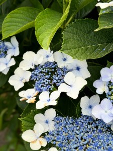 Close up of blue and white flowers